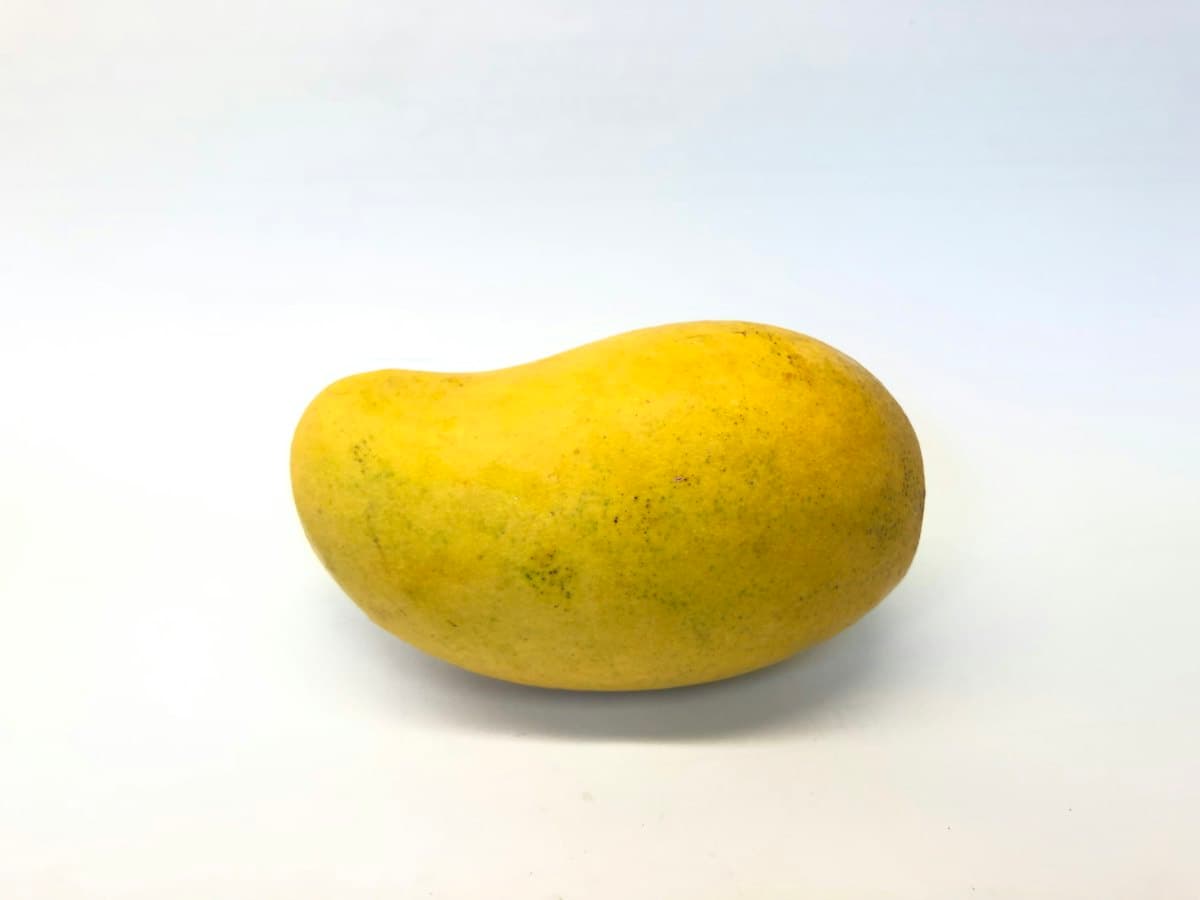 Mangue Kent